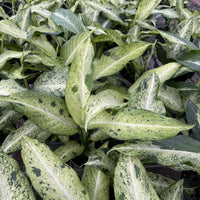 Dieffenbachia Camouflage 6”