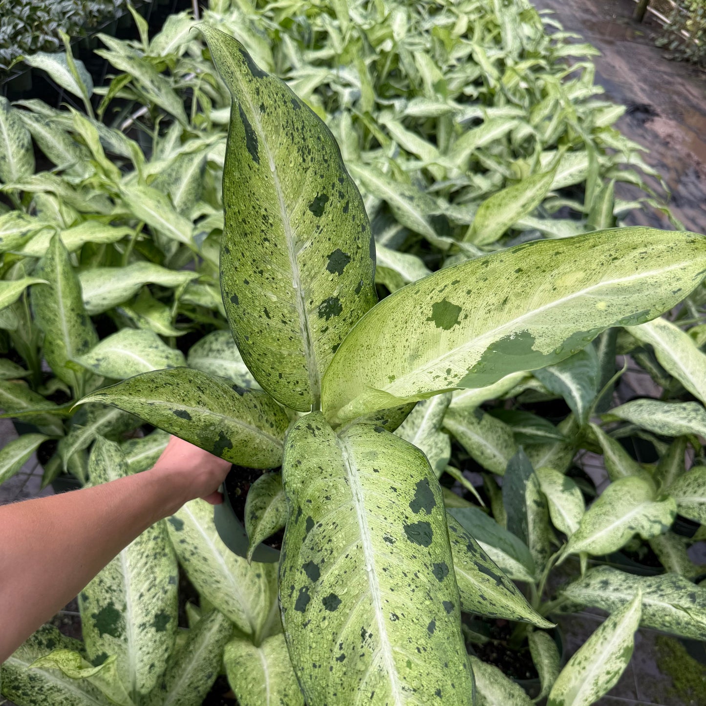 Dieffenbachia Camouflage 6”