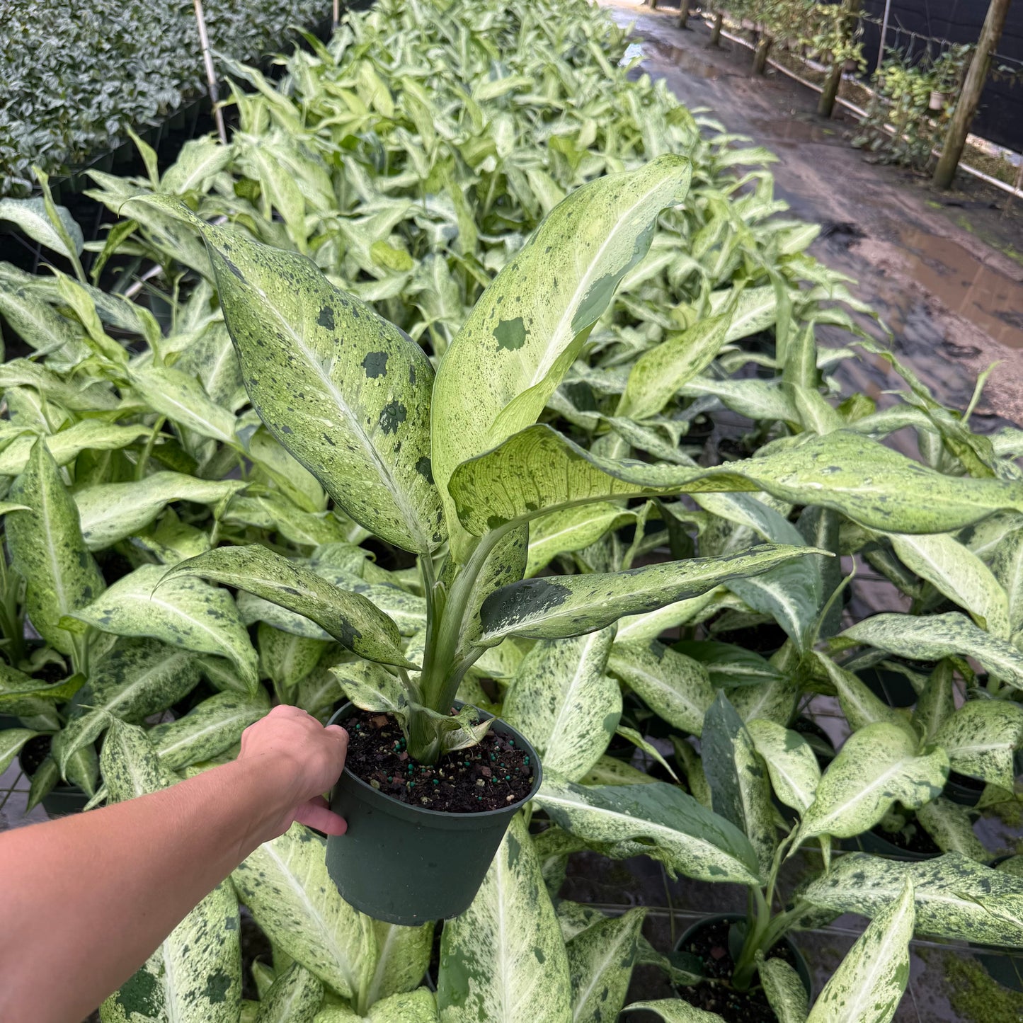 Dieffenbachia Camouflage 6”