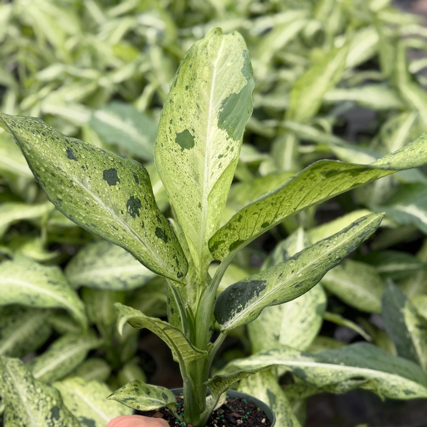 Dieffenbachia Camouflage 6”