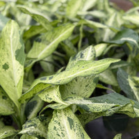 Dieffenbachia Camouflage 6”