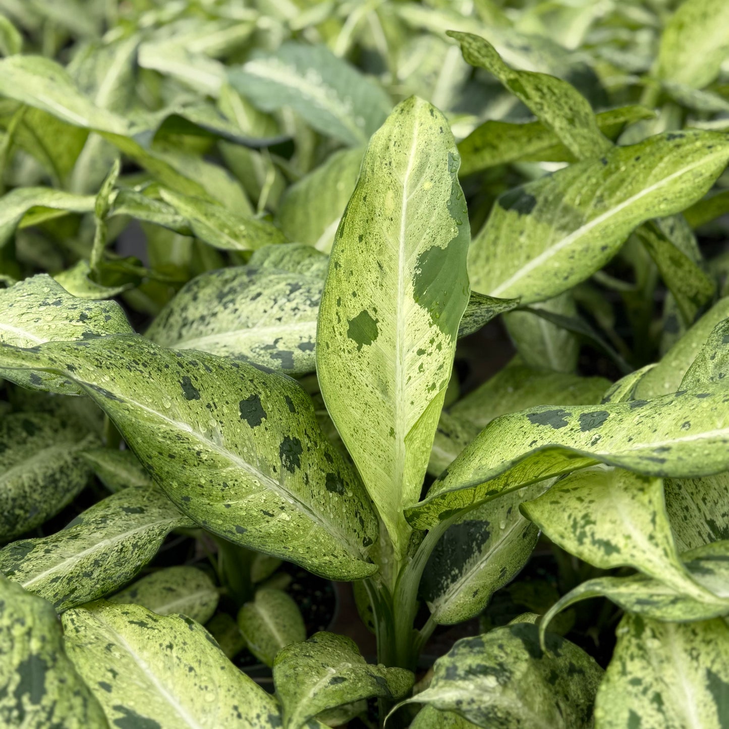 Dieffenbachia Camouflage 6”