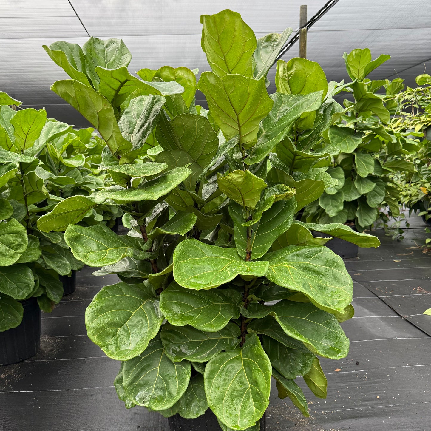 Ficus lyrata Bambino 14”