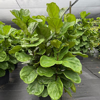 Ficus lyrata Bambino 14”