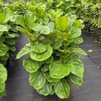 Ficus lyrata Bambino 14”