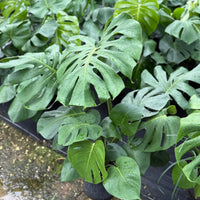 Monstera Deliciosa 10”