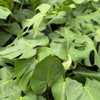 Monstera Deliciosa 10”