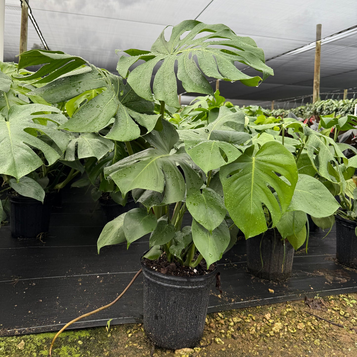 Monstera Deliciosa 10”