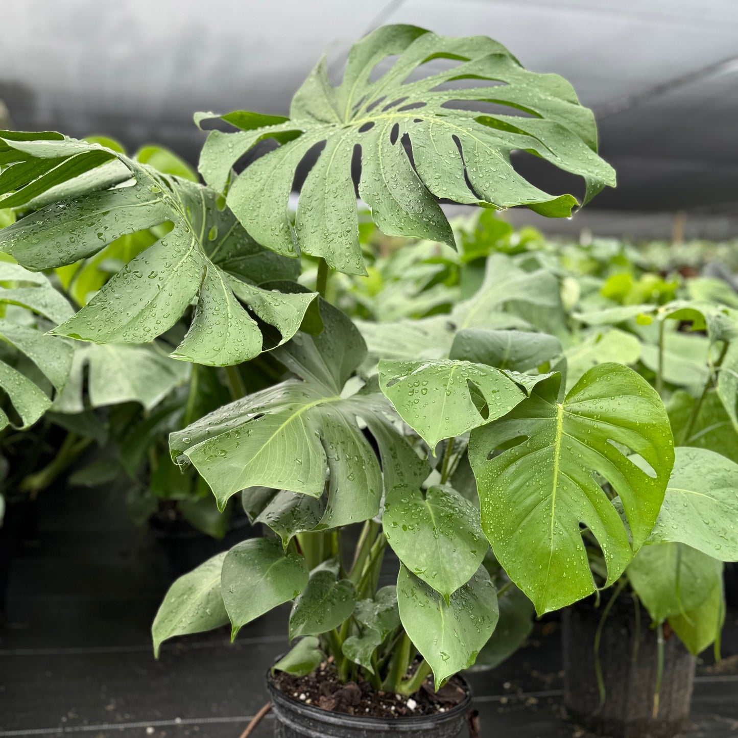 Monstera Deliciosa 10”