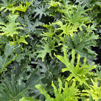 Philodendron Lickety Split 8”