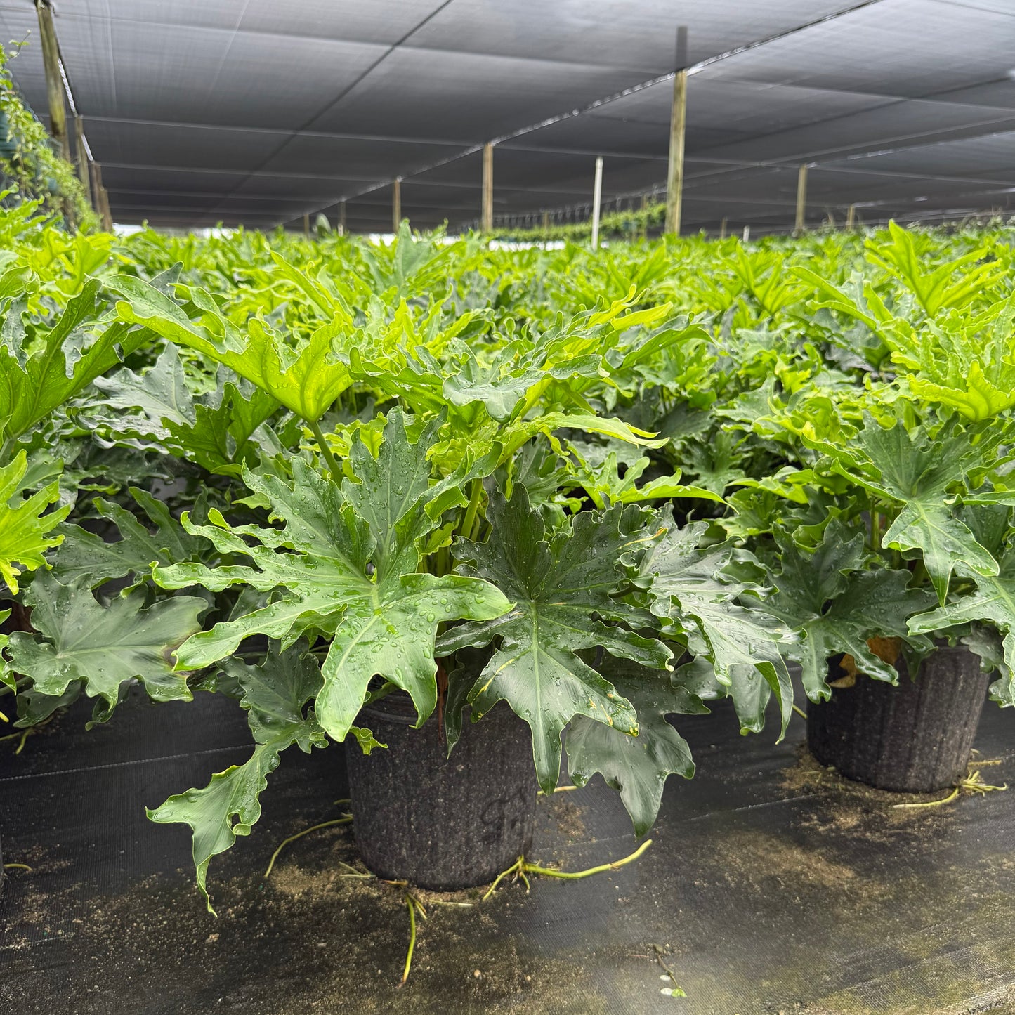 Philodendron Lickety Split 8”