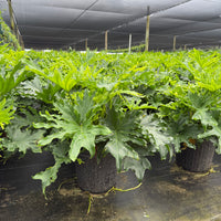 Philodendron Lickety Split 8”