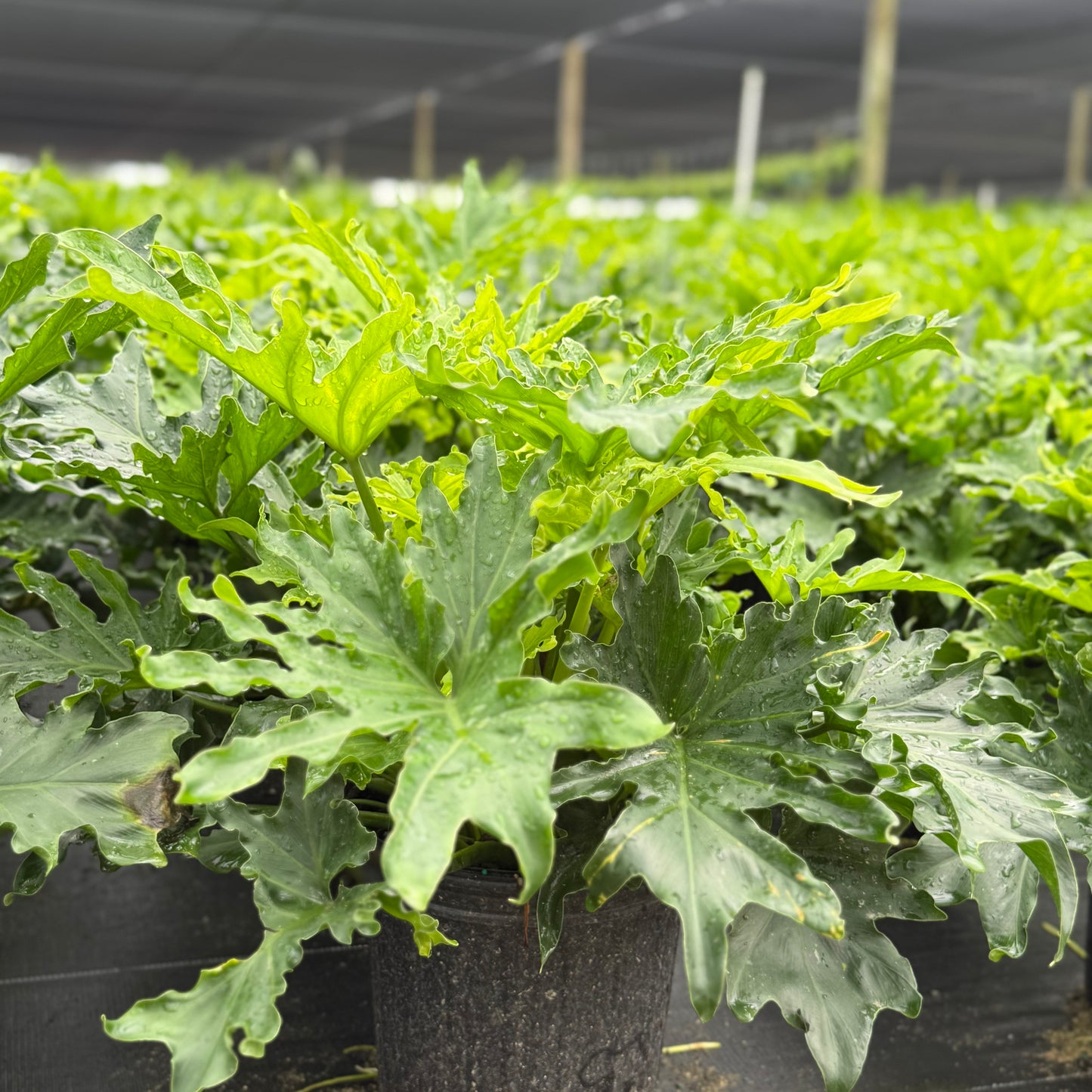 Philodendron Lickety Split 8”