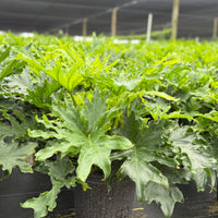 Philodendron Lickety Split 8”