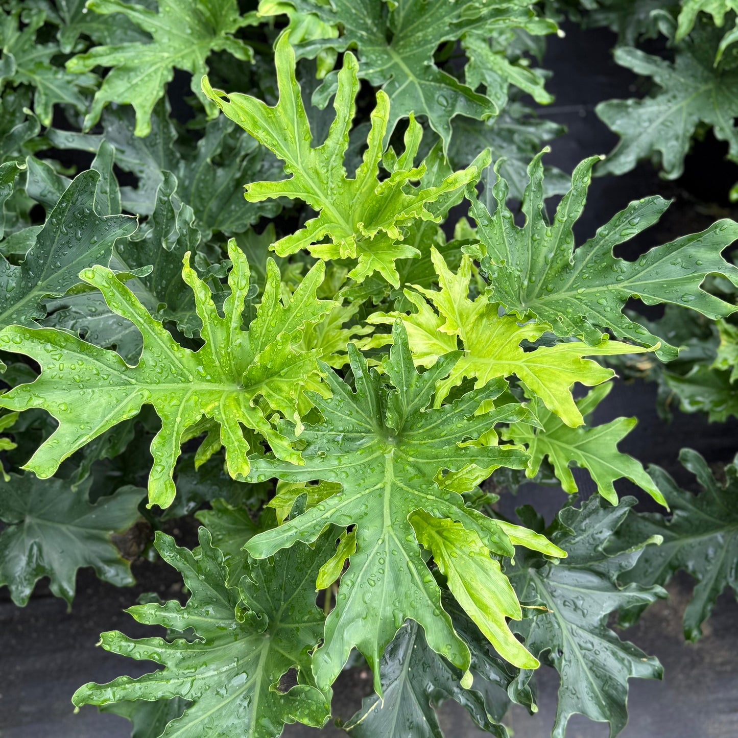 Philodendron Lickety Split 8”