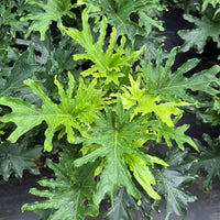 Philodendron Lickety Split 8”