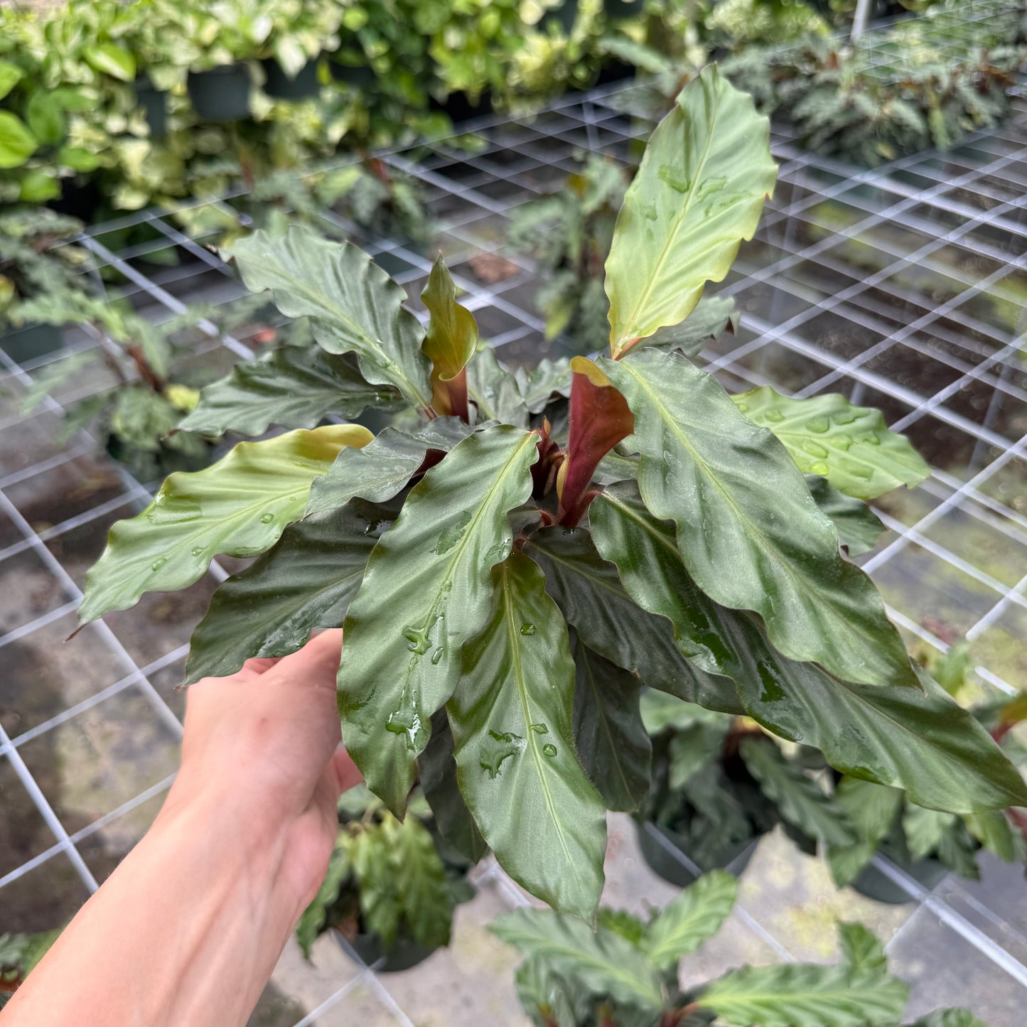 Calathea Rufibarba Velvet