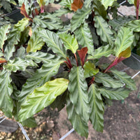 Calathea Rufibarba Velvet