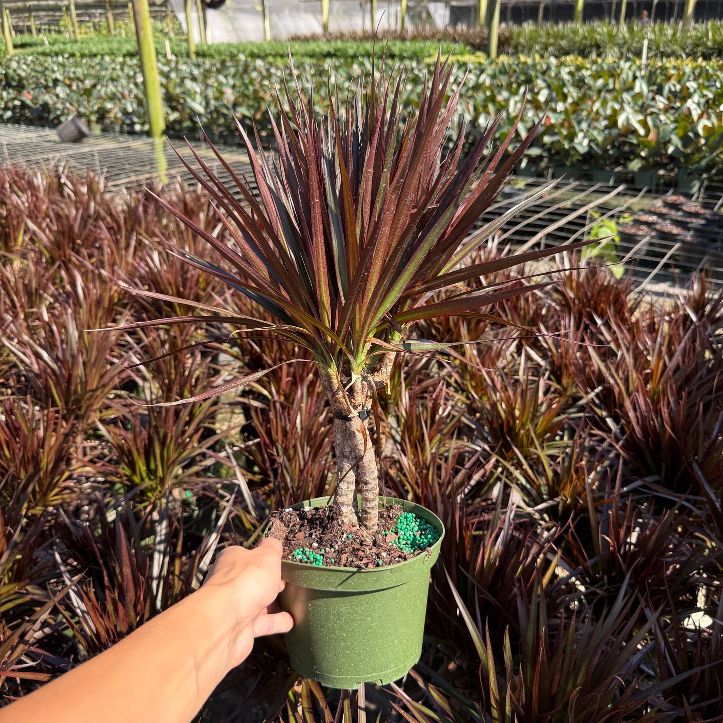 Dracaena Magenta