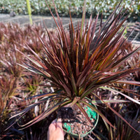 Dracaena Magenta
