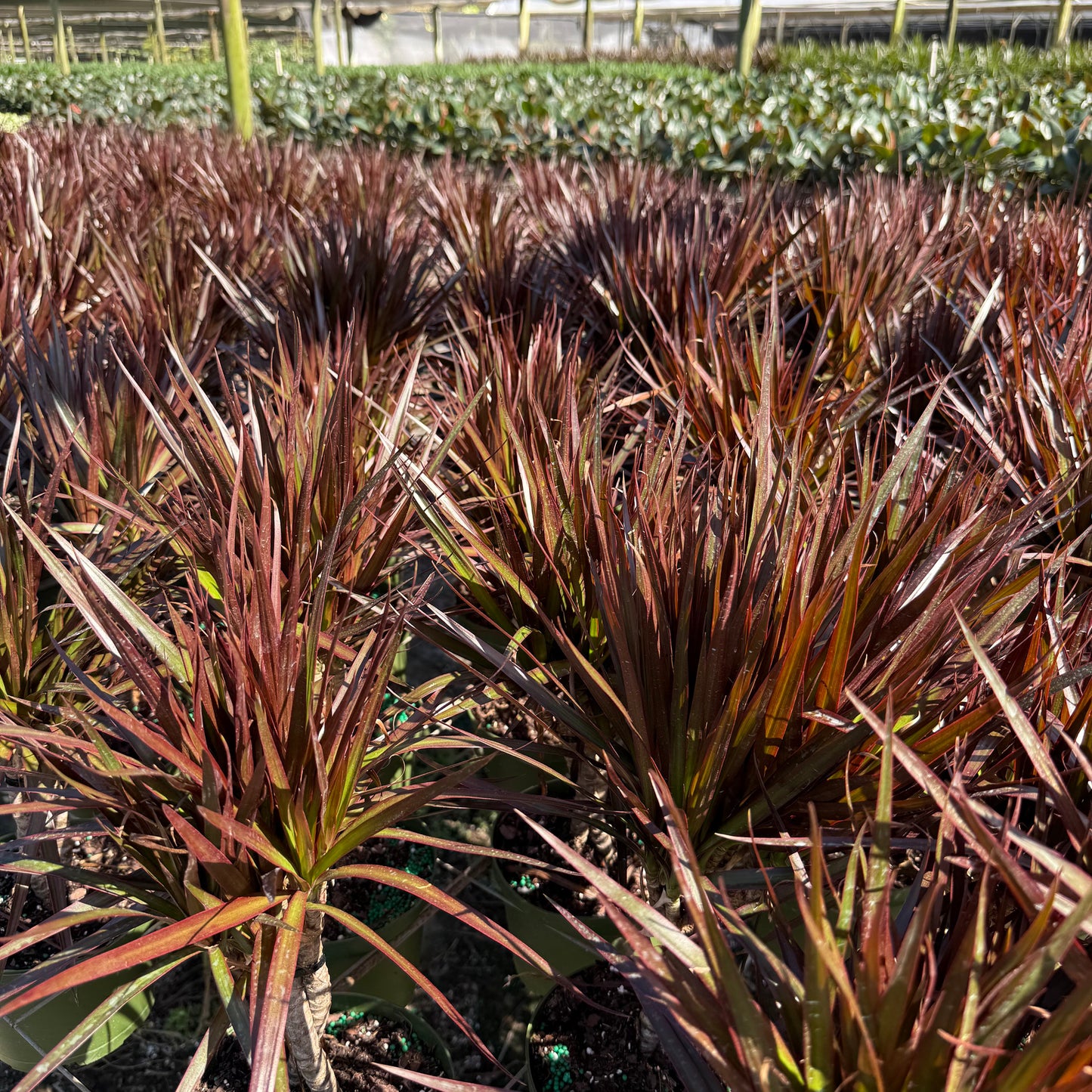 Dracaena Magenta