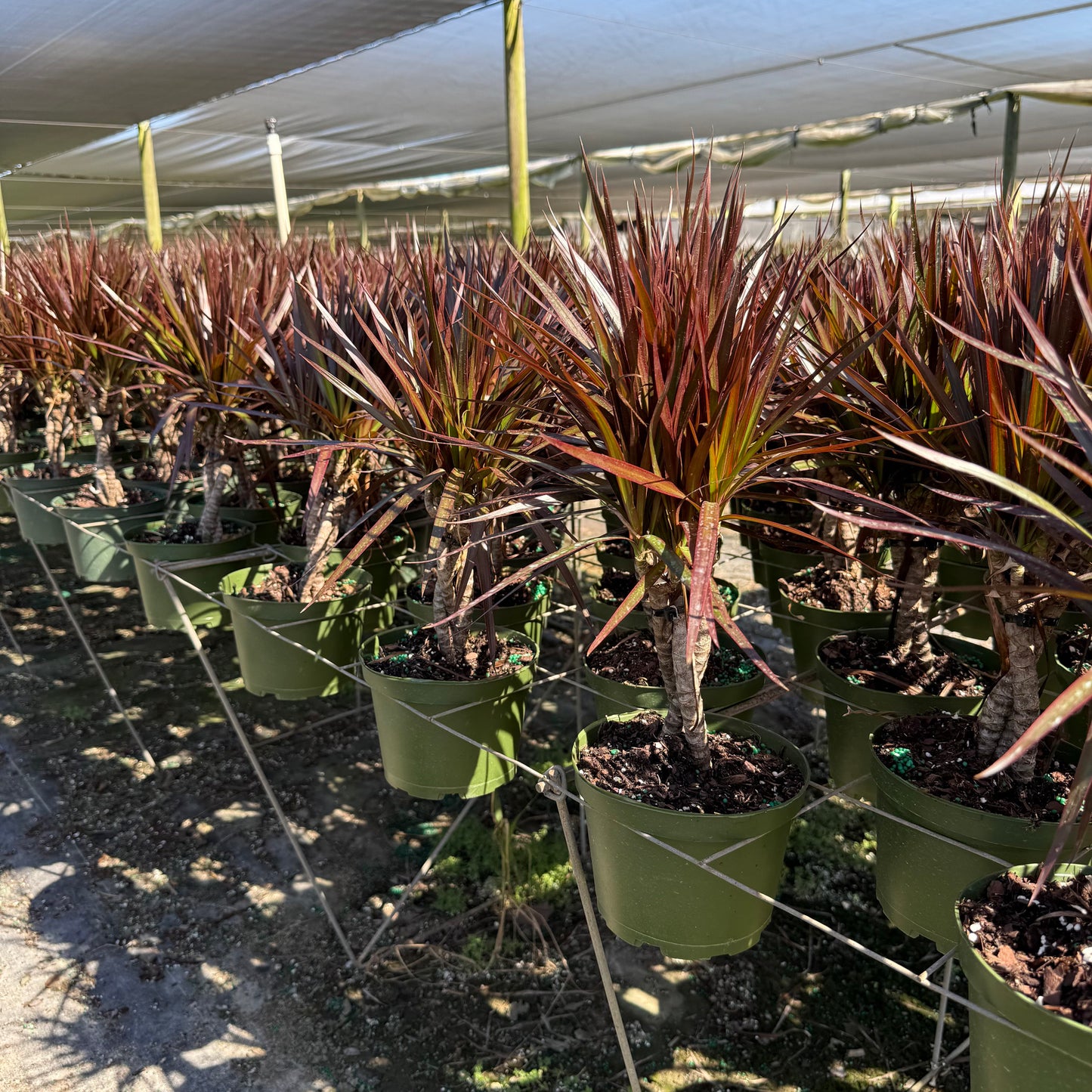 Dracaena Magenta