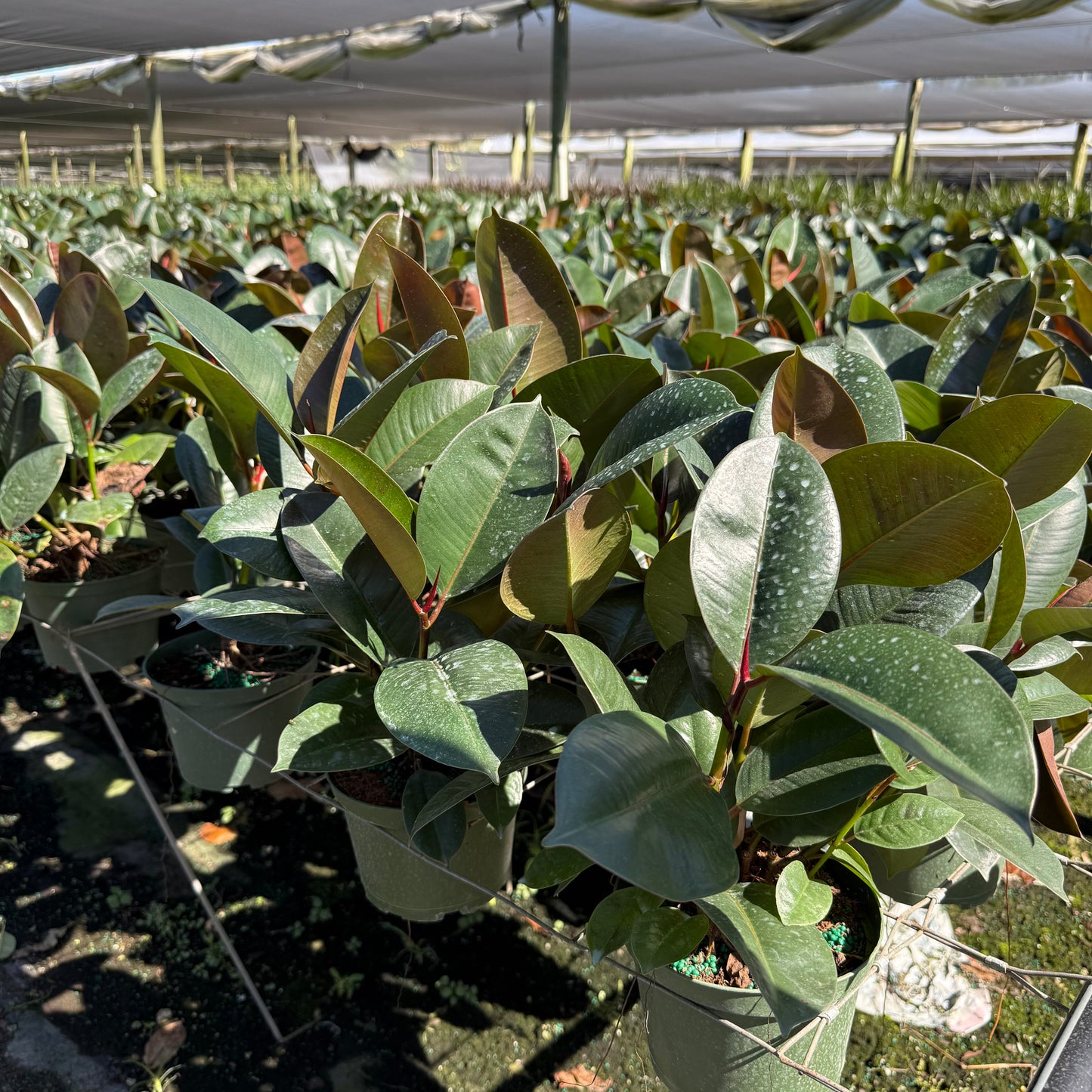 Ficus Robusta