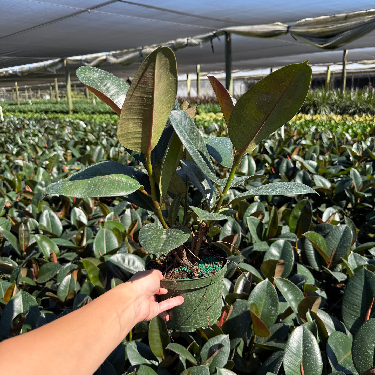 Ficus Robusta