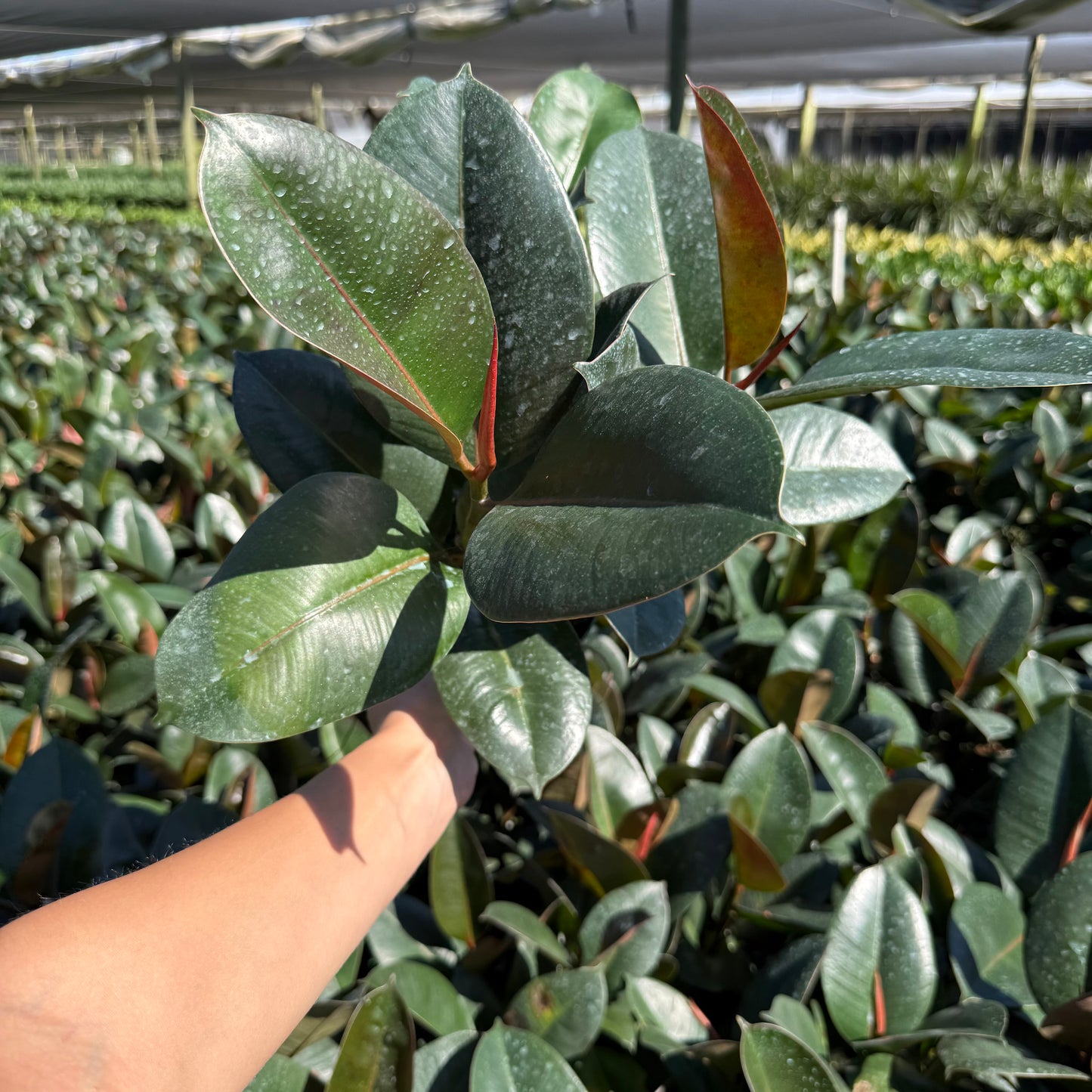 Ficus Robusta