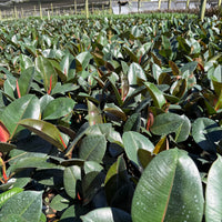 Ficus Robusta