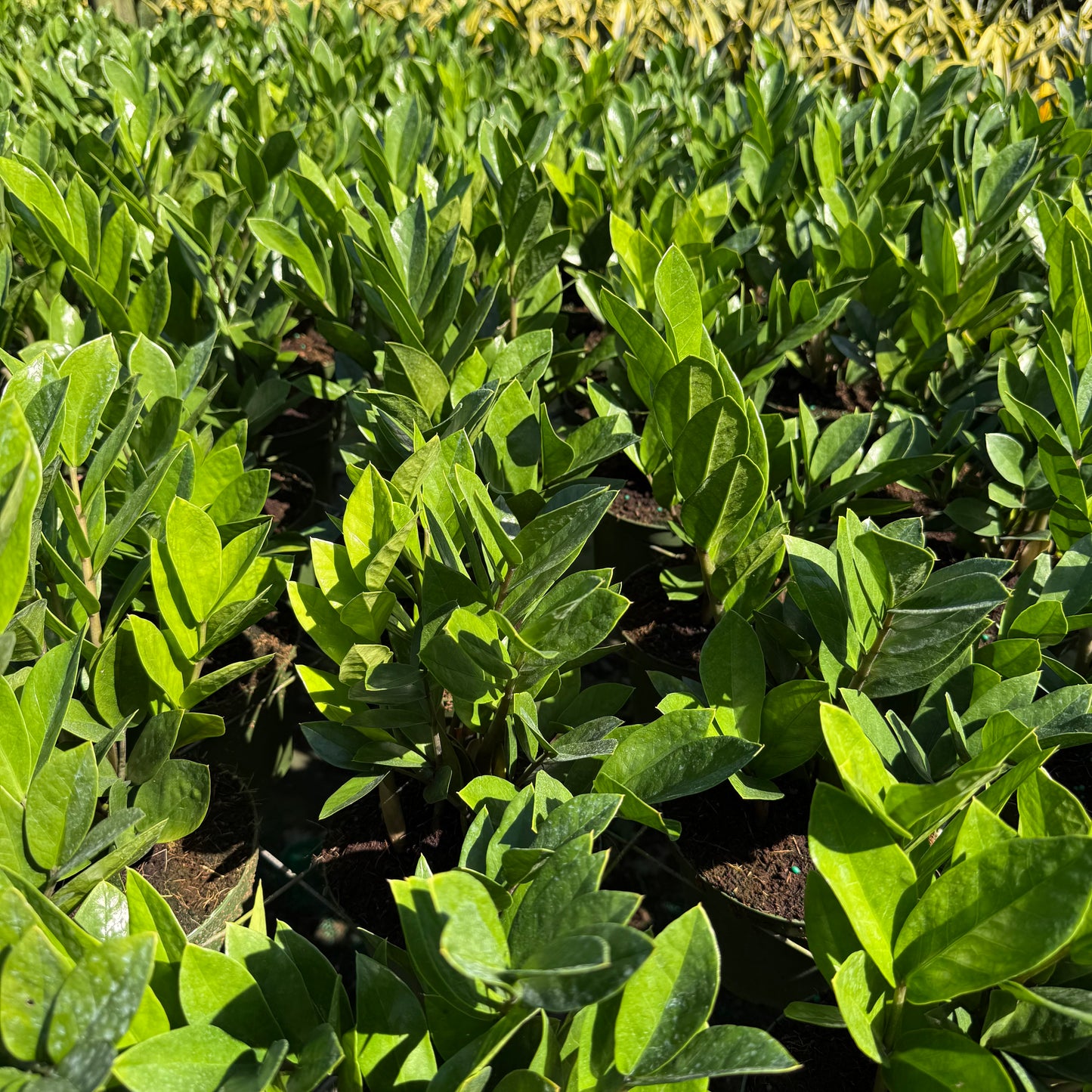 ZZ Plant (Zamioculcas)