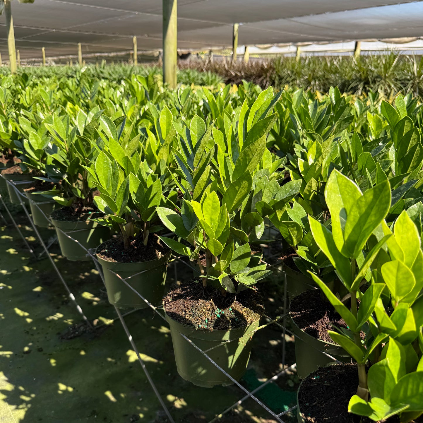 ZZ Plant (Zamioculcas)