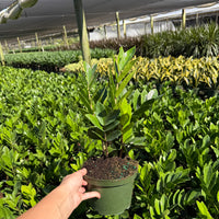 ZZ Plant (Zamioculcas)