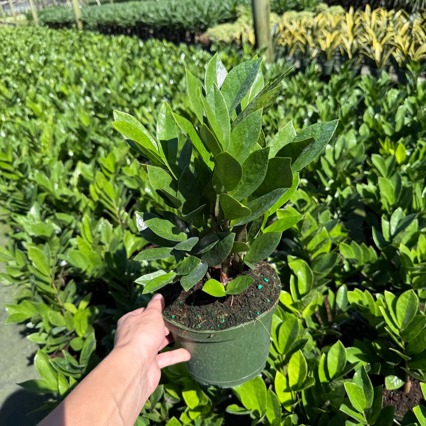 ZZ Plant (Zamioculcas)