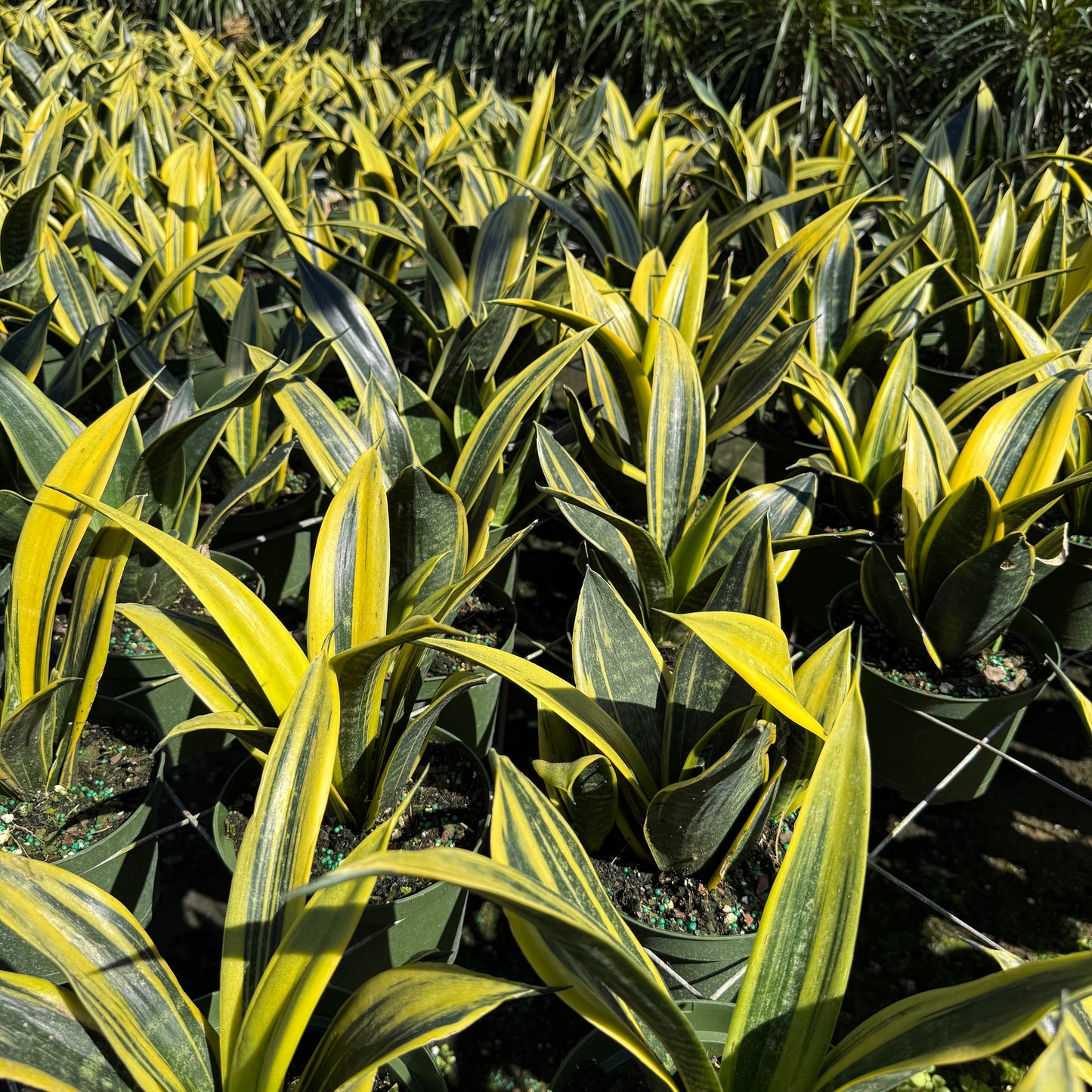Sansevieria Golden Flame 6"