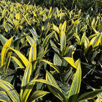 Sansevieria Golden Flame 6"