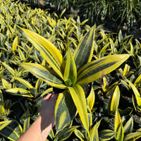 Sansevieria Golden Flame 6"