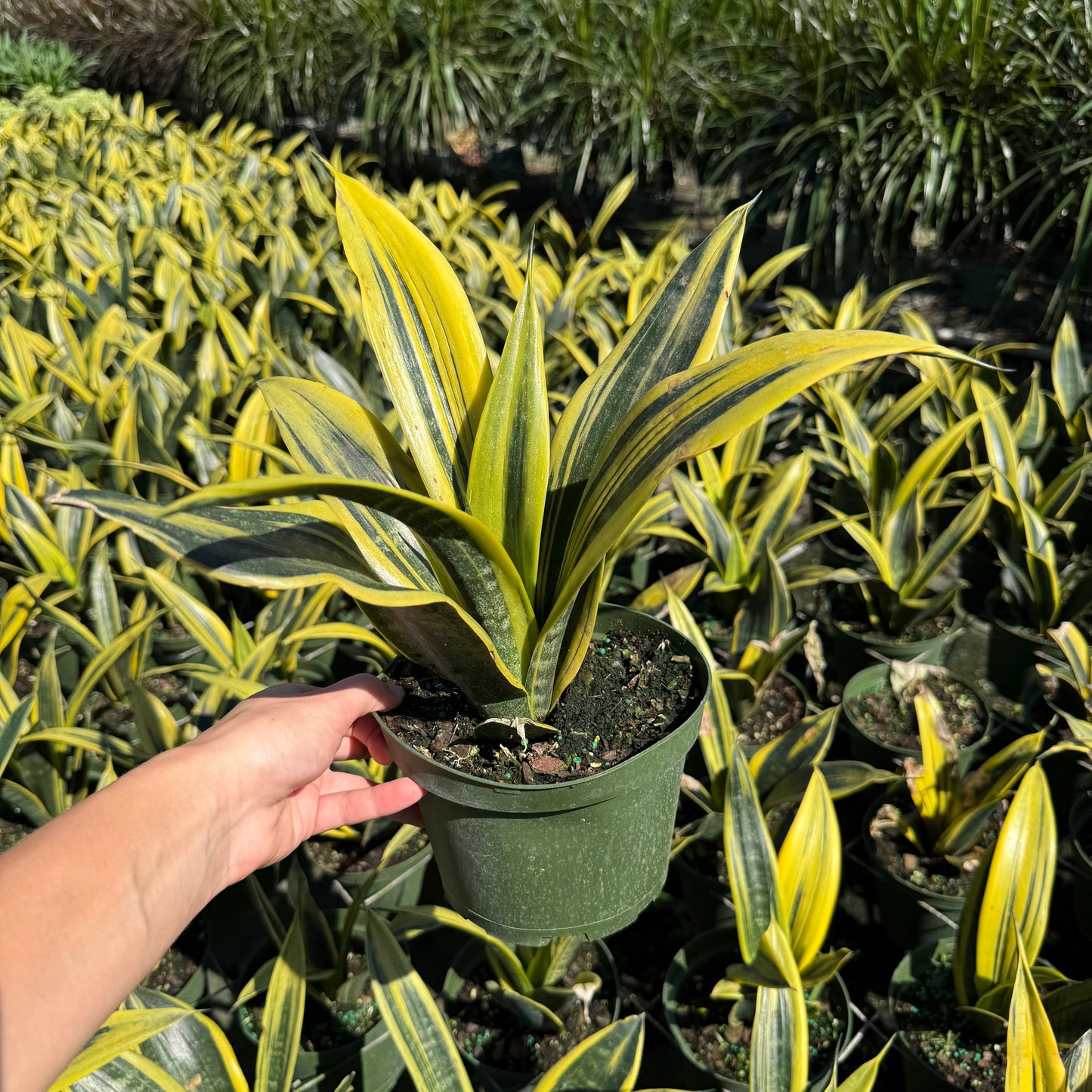 Sansevieria Golden Flame 6"
