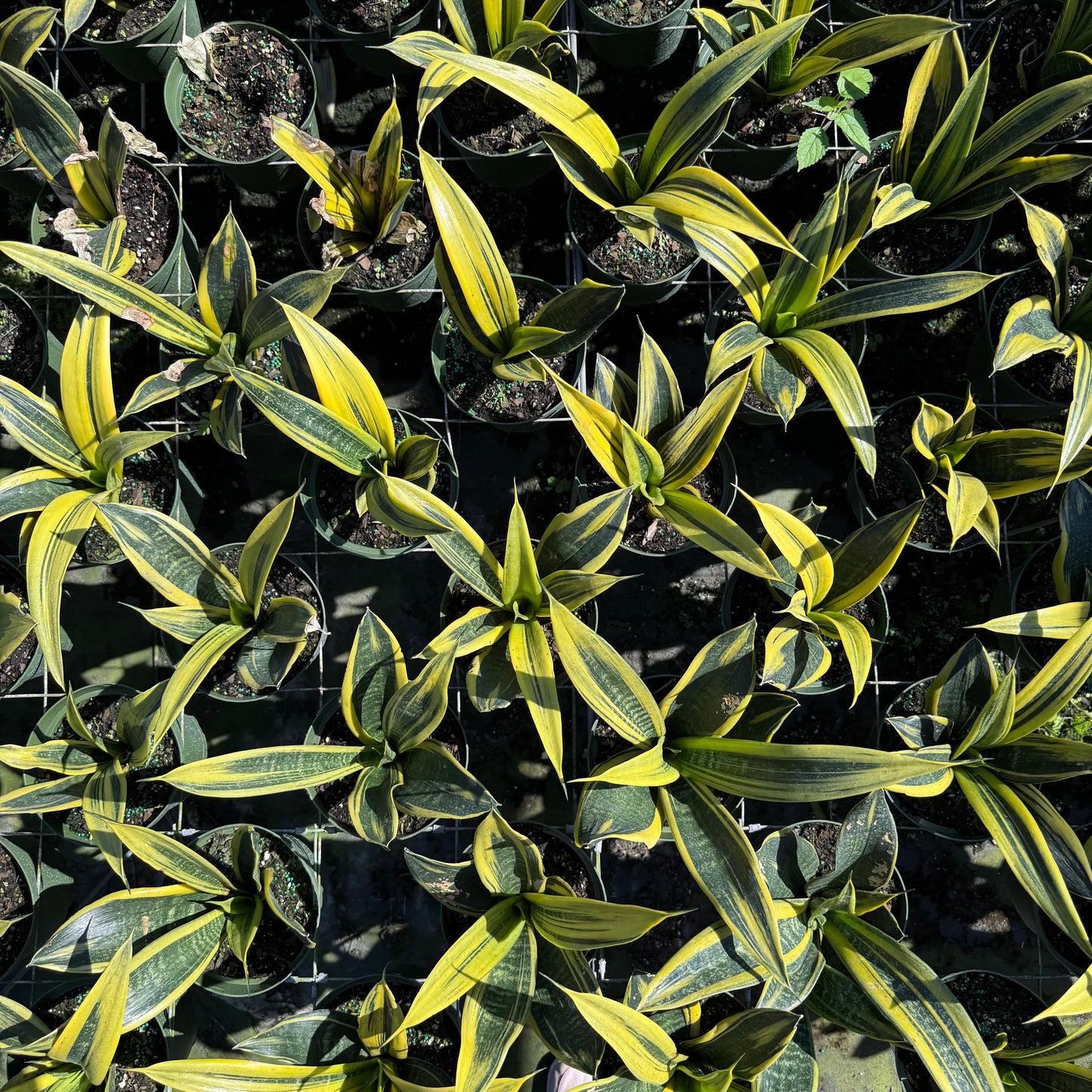 Sansevieria Golden Flame 6"