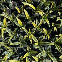 Sansevieria Golden Flame 6"