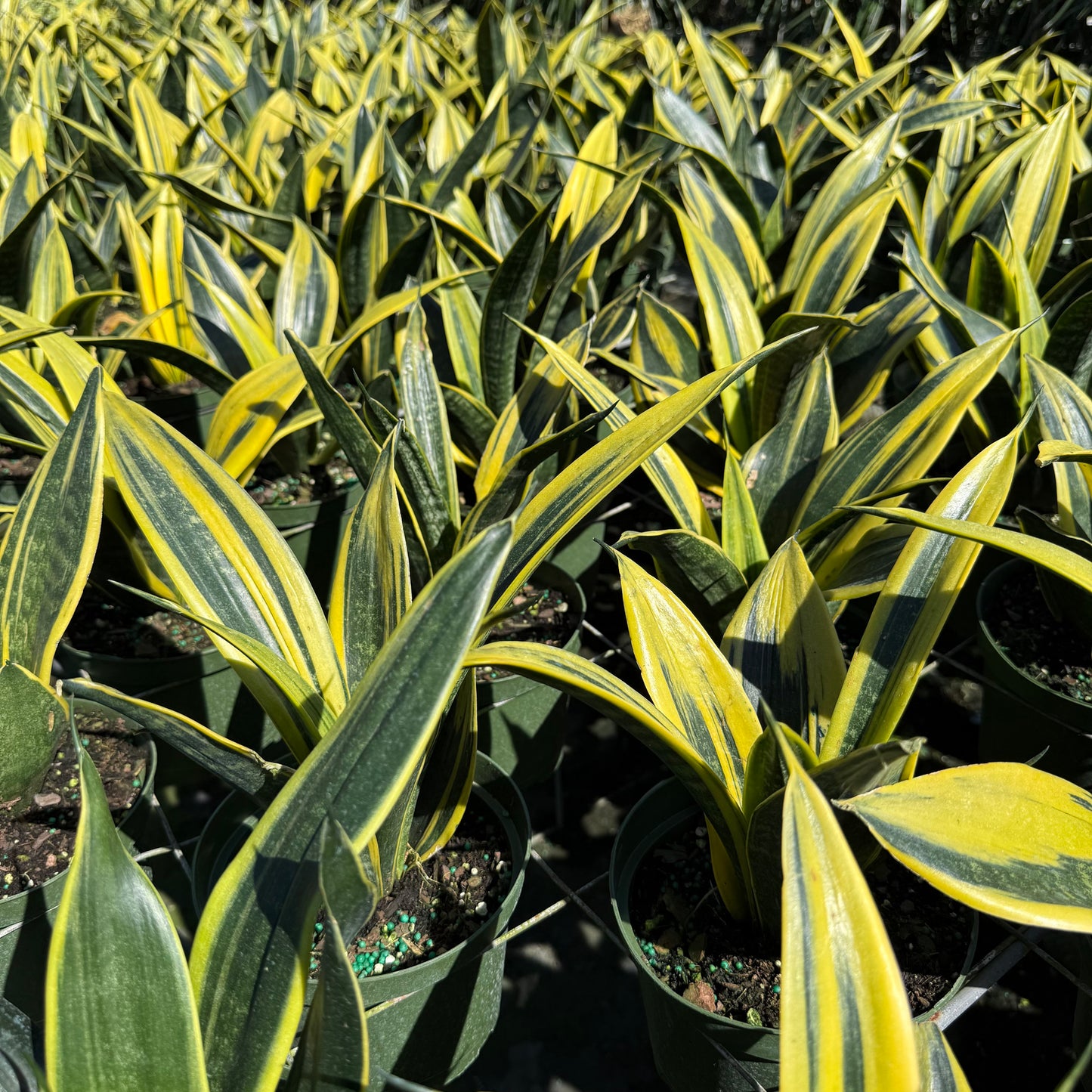 Sansevieria Golden Flame 6"