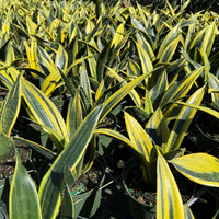 Sansevieria Golden Flame 6"