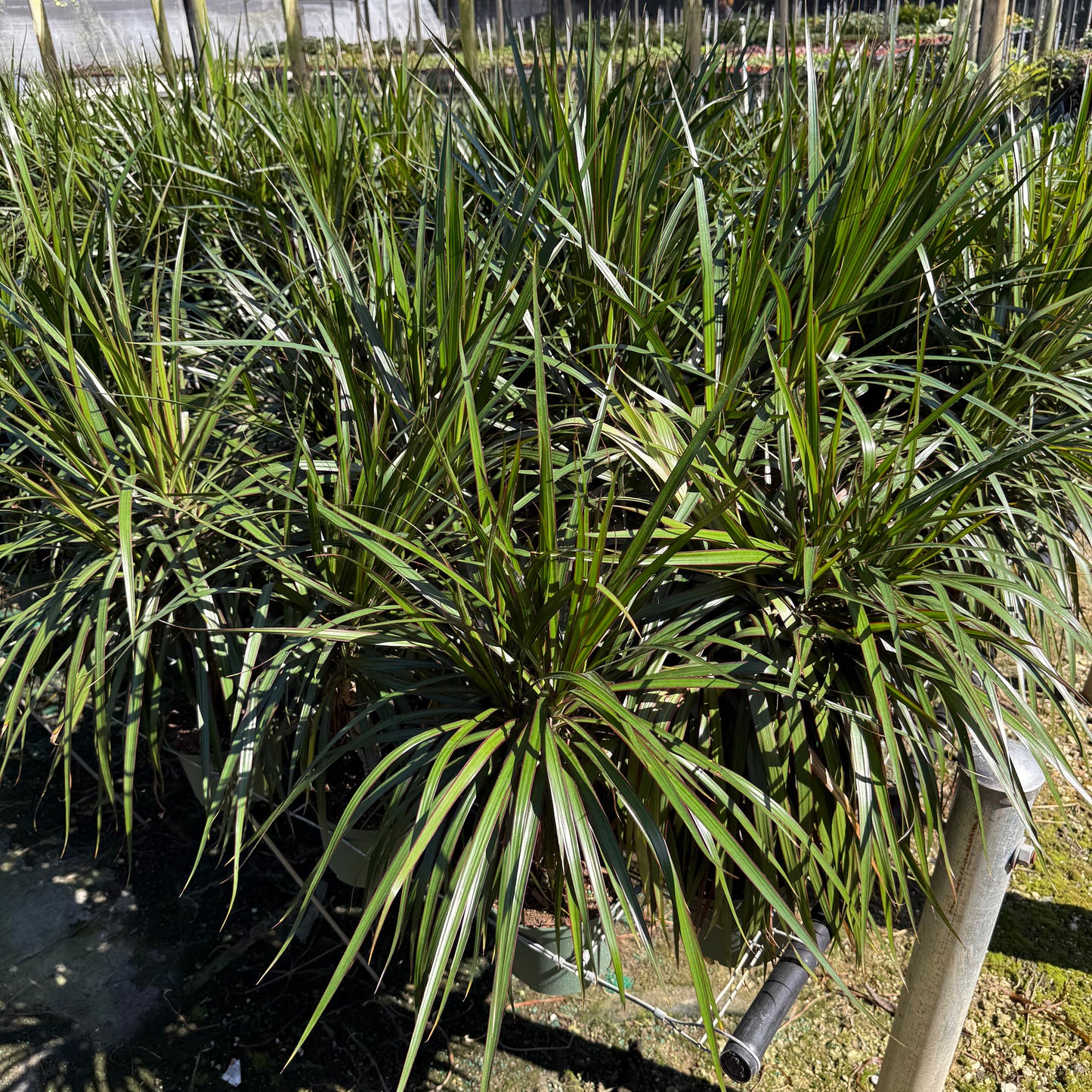 Dracaena Marginata