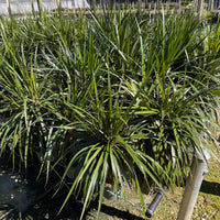 Dracaena Marginata