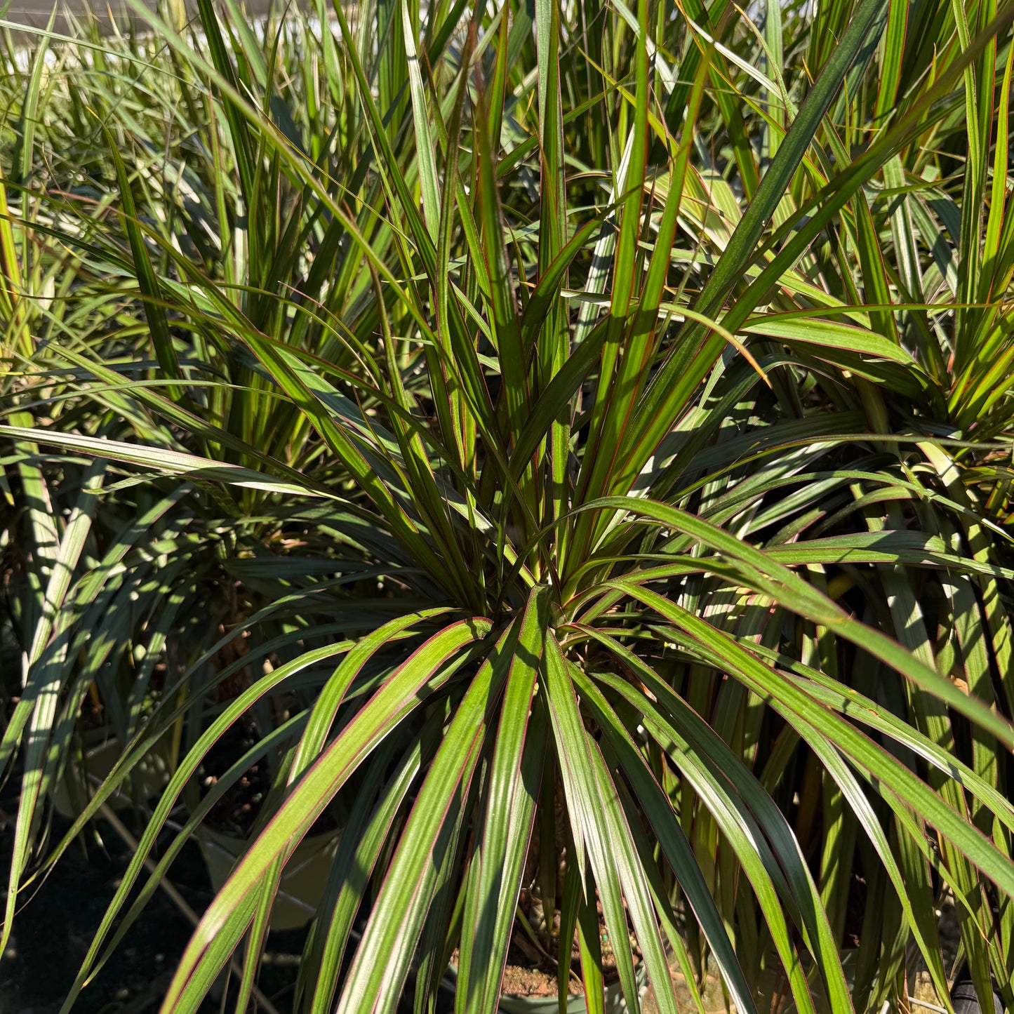 Dracaena Marginata