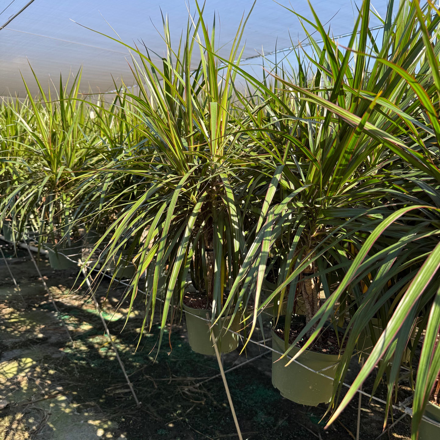 Dracaena Marginata