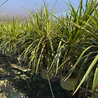Dracaena Marginata