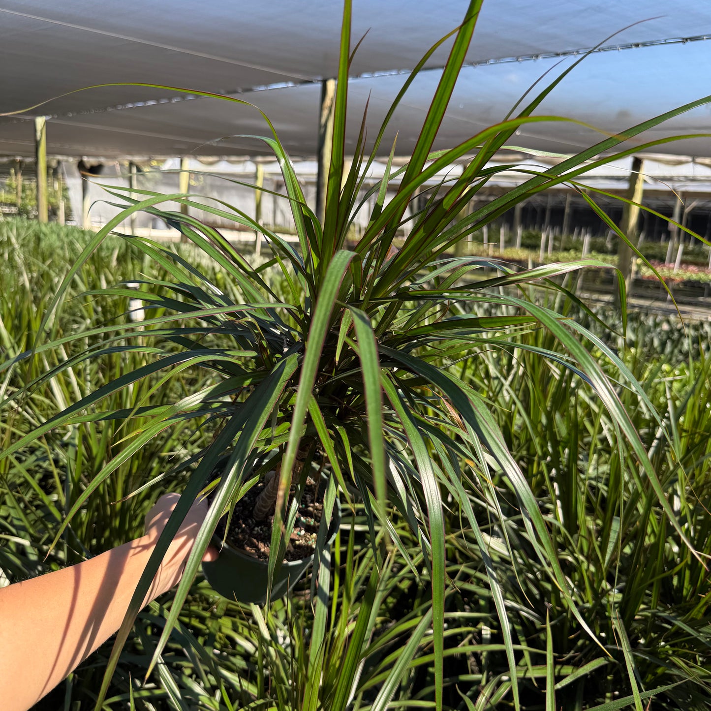 Dracaena Marginata