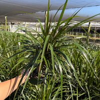 Dracaena Marginata