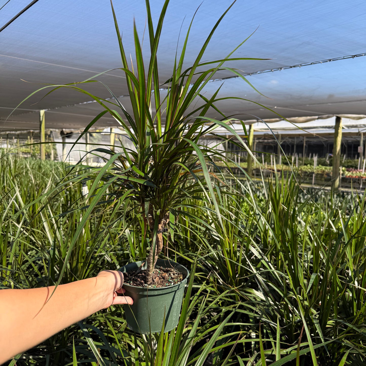 Dracaena Marginata